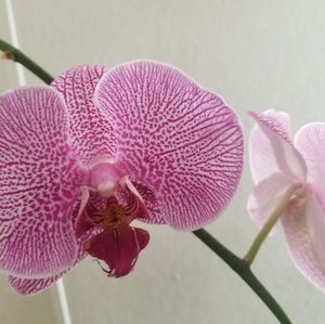 Meet your Posher, Alma